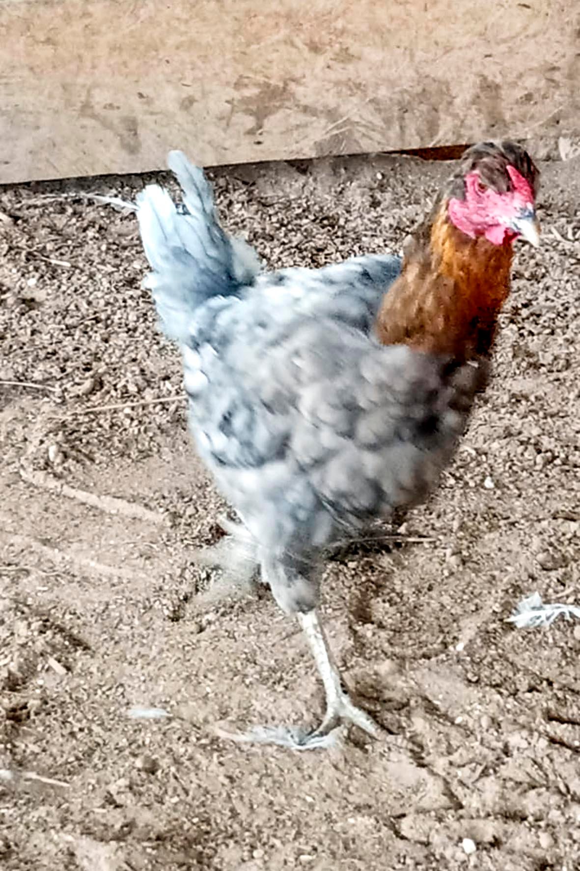 WhatsApp Image 2025-04-03 at 7.35.47 PM (2) copia.jpg